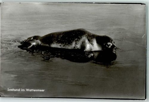Seehund im Wattenmeer AK