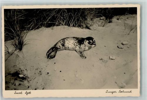 Insel Sylt - Junger Seehund am Strand ca 1938 AK