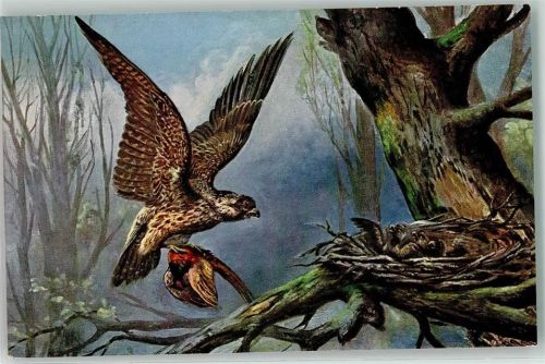 Adler bringt Beute in den Horst - Verlag Stroefer Serie 827 Raubvogel Künstlerkarte