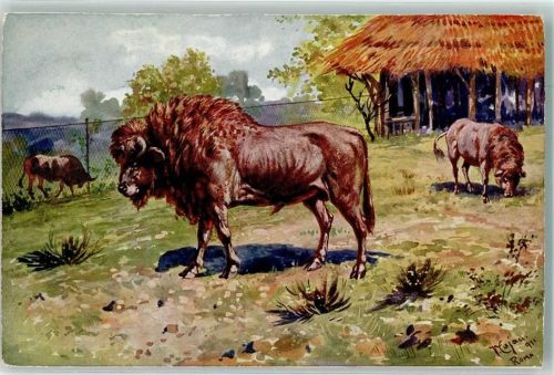Roma Giardino Zoologico Bisonti