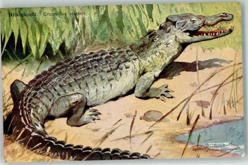 Nilkrokodil Crocodilus vulgaris sign HK & Co M Serie 460