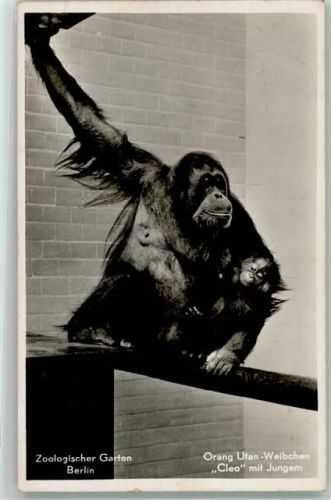 Orang Utan Weibchen mit Jungem Zoo Berlin Affe 1941 Foto AK