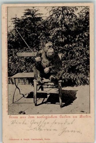 Berlin Mitte 1902 Lichtdruck Chimpanse mit einem Stock