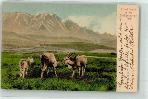 1913 - Drakensberg Antilope