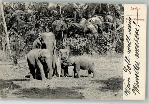 Colombo 1908 Elefanten