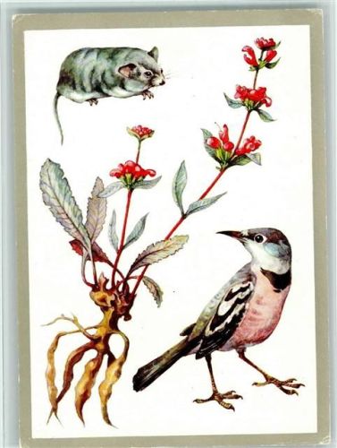 Vogel, Maus, Blume