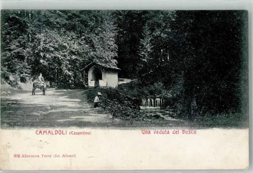 Camaldoli Una veduta del Bosco