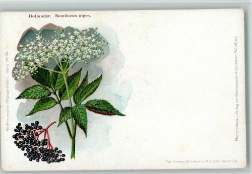 Nr. 44 Kneippsche Pflanzenbilder 1900 AK Medizin
