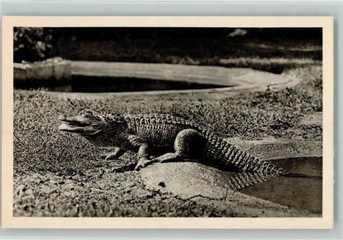 Krokodil - Alligator Hechtkaiman ca 1938 Foto AK