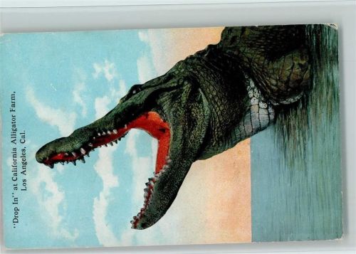 Riesen Alligator reißt das Maul auf - Alligator Farm ca 1925 AK