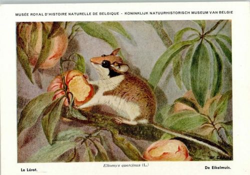 Nr. 1 Eikelmuis - Musee Royal Historie Naturelle de Belgique Maus Künstlerkarte