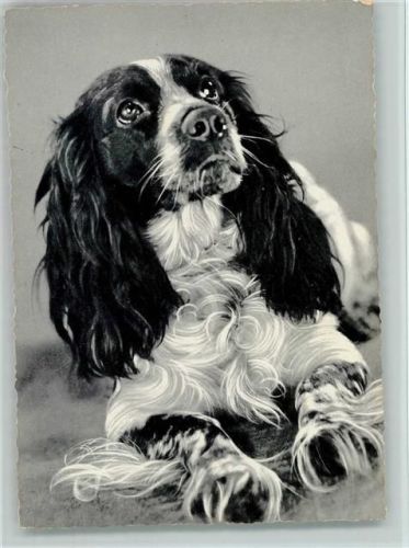 Cocker Spaniel ca 1955 AK