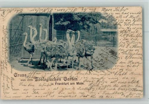 Frankfurt 1902 Strauße Zoologischer Garten