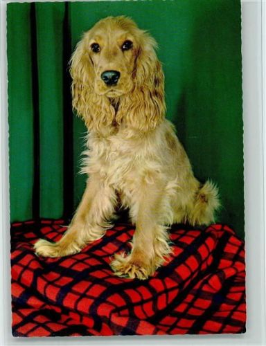 Spaniel ca 1965 AK
