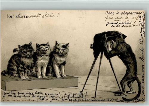 Affe fotografiert Katzen AK Fotoapparat