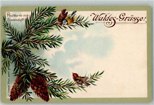 1900 Tannenduft Waldesgrüsse Tannenzapfen Vögel AK
