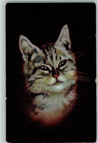 Katze AK