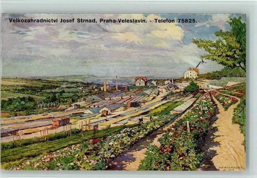 Prag 1920 sign Kalvoda - Velkozahradnictvi Josef Strnad , gute Erhaltung AK