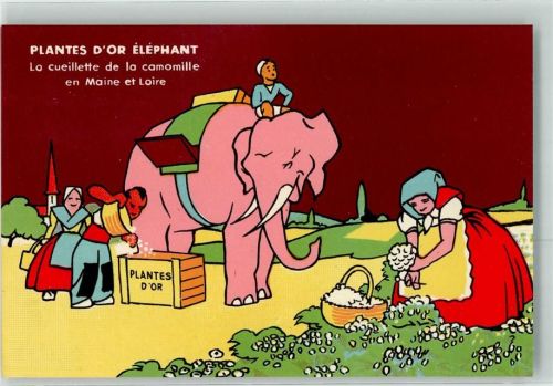 Plantes D'Or Elephant La cueillette de la camomille en Maine et Loire