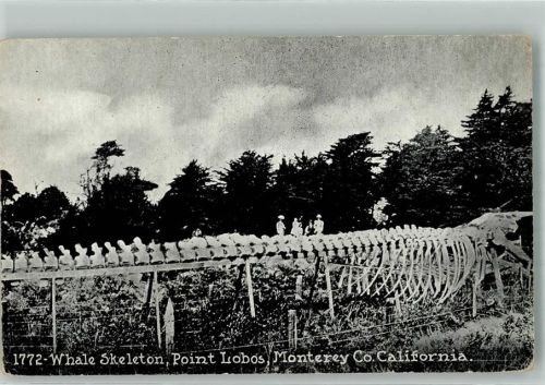 Monterey 1910 - 1915 Wal Skelett, Point Lobos California