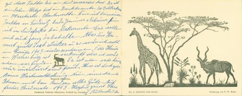 sign. F. Reitz Giraffe und Kudu Serie Nr. 8 Kiepersol Klappkarte Neujahr Weihnachten