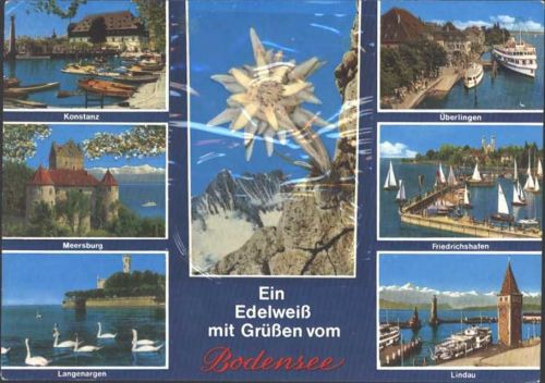 Echtes Edelweiß, Grüße vom Bodensee