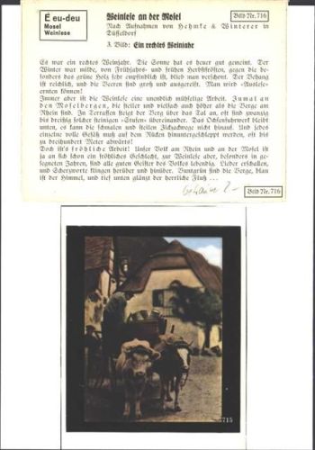 Weinlese an der Mosel Fotonegativ Wein FOTO KEINE AK