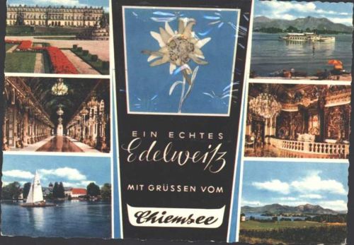 Chiemsee Echtes Edelweiß