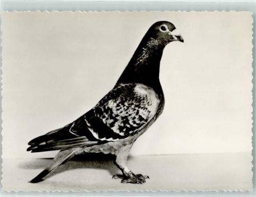 Varel 1967 Brieftaubenzucht