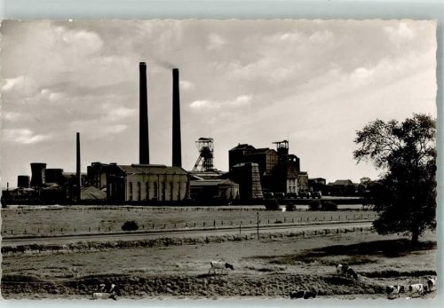 Bottrop Zeche Prosper II Kühe