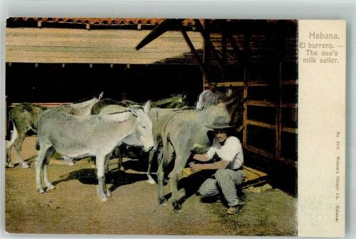 Havanna Esel Milk seller