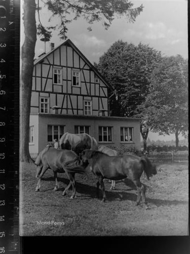 Lahnhof Island-Ponys