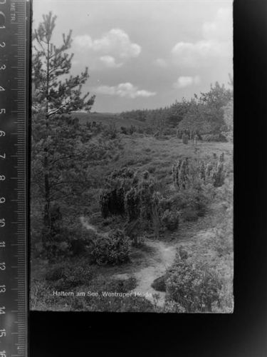 Haltern Westtruper Heide