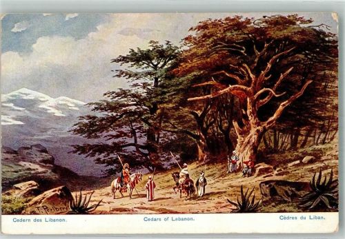 Beirut 1910 sign. Perlberg, F. Cedern der Libanon Tracht Pferd
