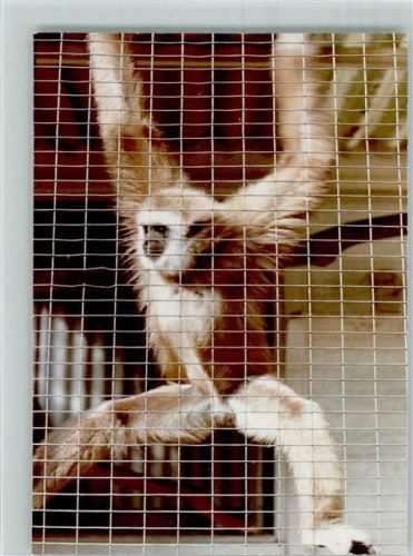 W2908 Thülsfelde Tierpark Worberg Gibbon Affe FOTO KEINE AK