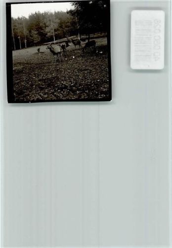 Jesteburg Hirsch mit Gefolge