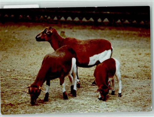 W2875 Stenum Ziegen Ziege FOTO KEINE AK