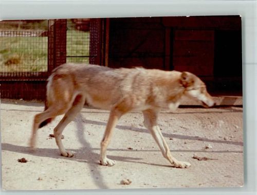 W5439 Hof , Westerw Sibirische Wölfin Senta Wolf FOTO KEINE AK