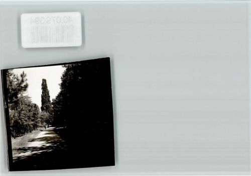 Groß-Gerau Zypresse