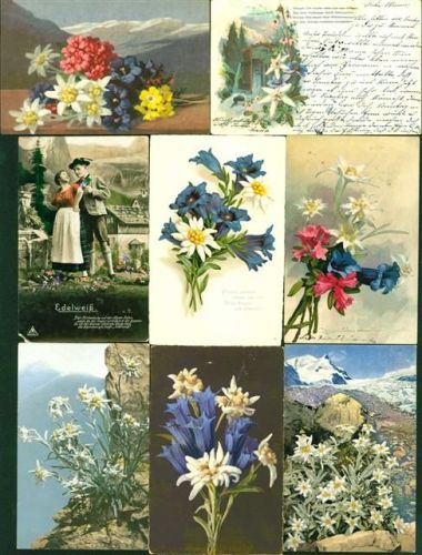 Edelweiß v15 AK, 1899-1950 wenige danach; überwiegend gute Erhaltung, ca. Hälfte gelaufen