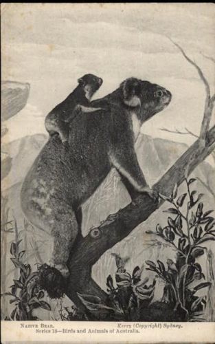 Koala Bär