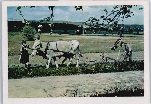 Ochsenpflug