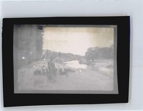 Salzhausen Foto mit Negativ, Schafherde, Schäfer