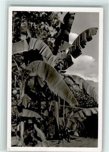 Bananenstaude