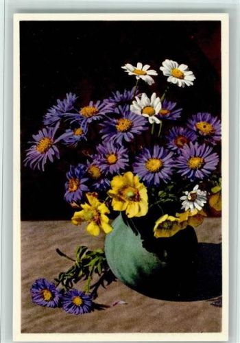 Aster Alpinus mit Chrysanthemum leucanthemum - Wucherblume und Sieversia reptans - Kriechende Bernelkwurz