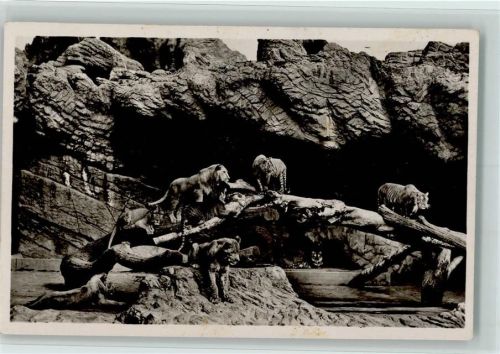 W2000 Stellingen Offene Löwenschlucht Löwe Löwin Tiger Zoo