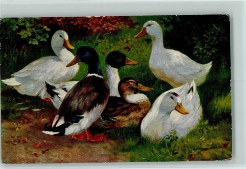 1924 Weisse Enten AK