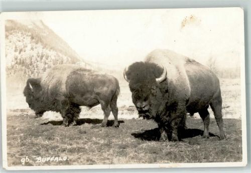 Buffalo Privatfoto AK