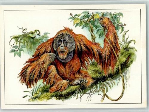 1984 Orang-Utan von Reiner Zieger gezeichnet