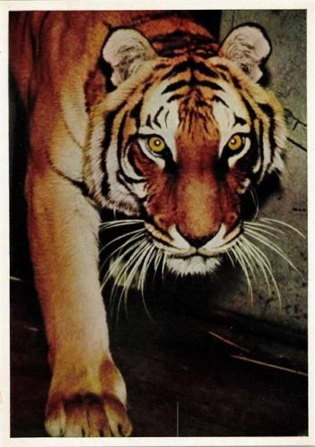 Stuttgart Tiger Wilhelma Raubkatze